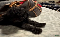 Toy Poodle dogs for sale: Tiny - Image 7