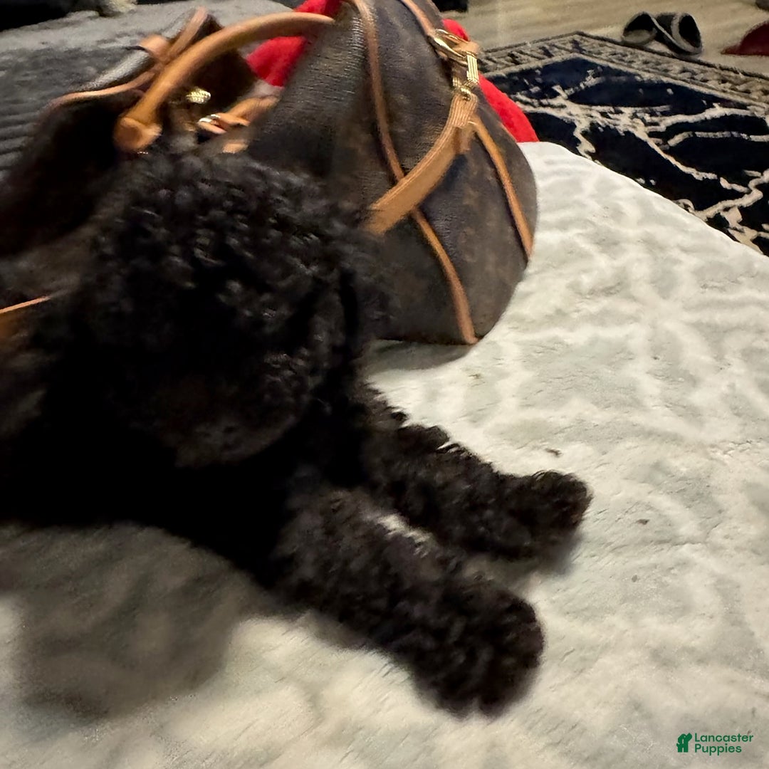 Toy Poodle dogs for sale: Tiny - Image 7
