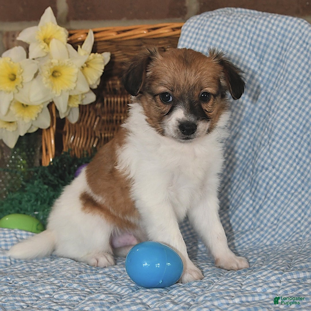 Papillon dogs for sale: Pongo - Image 7
