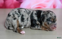 Shihpoo dogs for sale: Cisco - Image 2