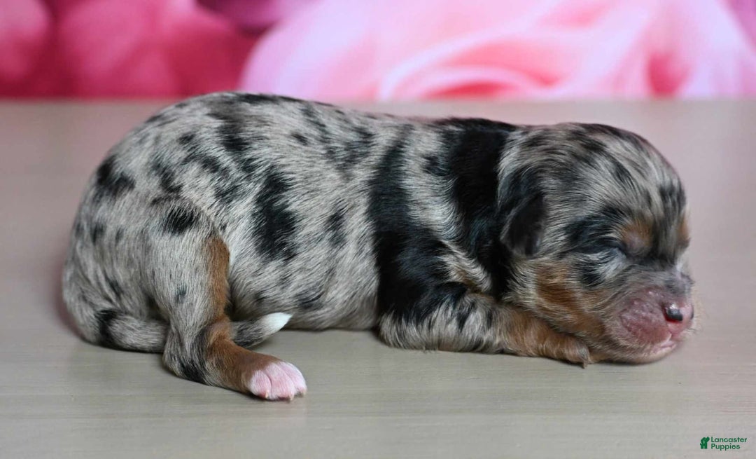 Shihpoo dogs for sale: Cisco - Image 2