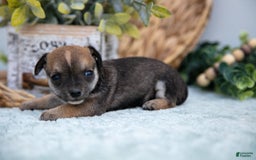 Chihuahua dogs for sale: Nikki - Image 4