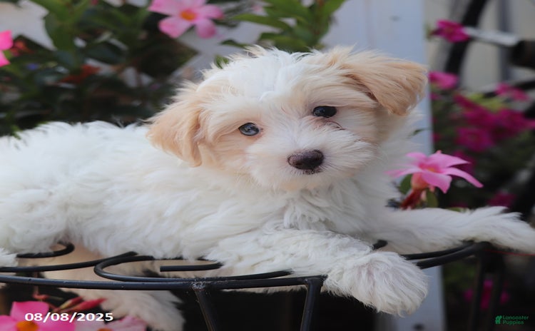 Maltipoo dogs for sale - Ad 4