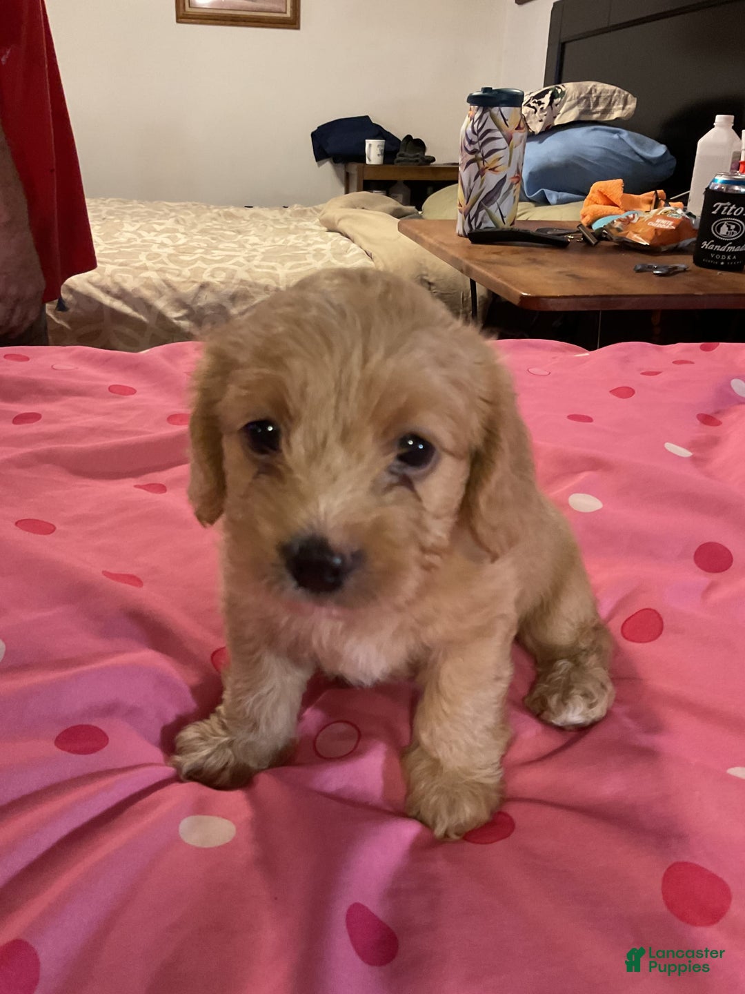 Cockapoo dogs for sale: Bonnie - Image 1