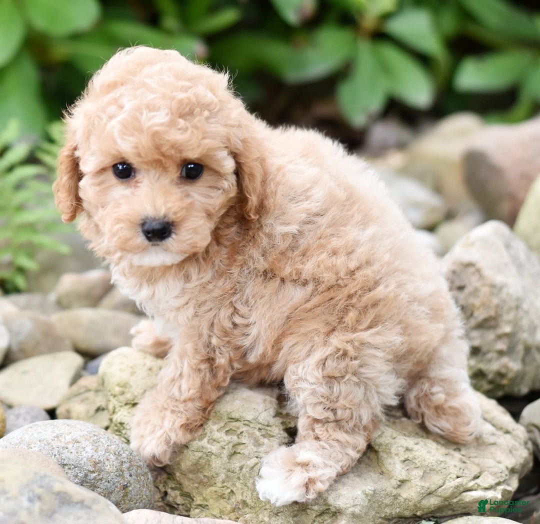Toy Poodle dogs for sale: Tinkerbell - Image 5