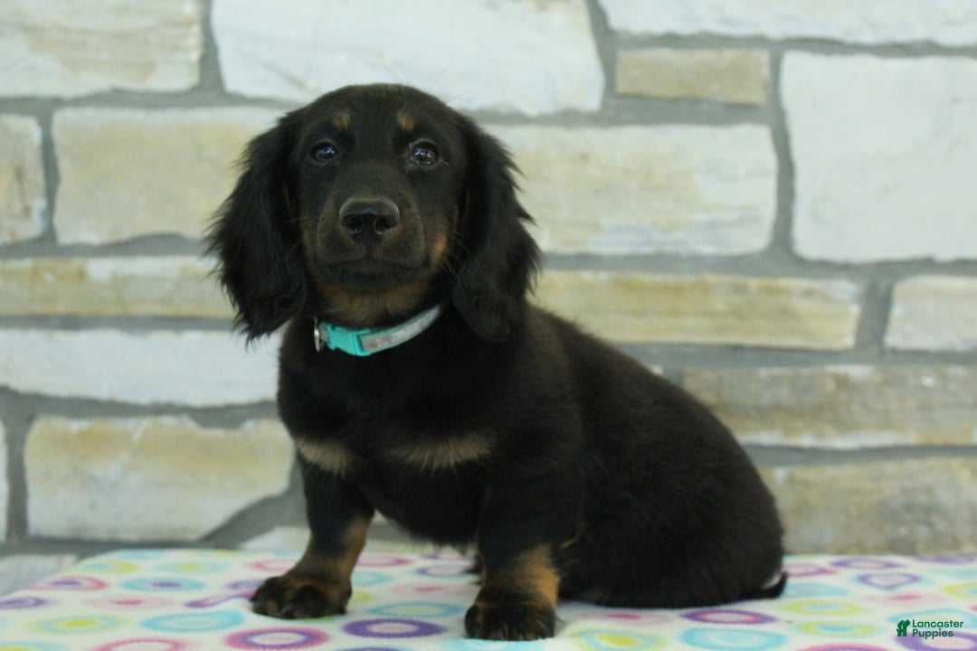 Miniature Dachshund dogs for sale: Mystery - Image 5