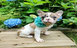 French Bulldog dogs for sale: Athena Akc - Image 16