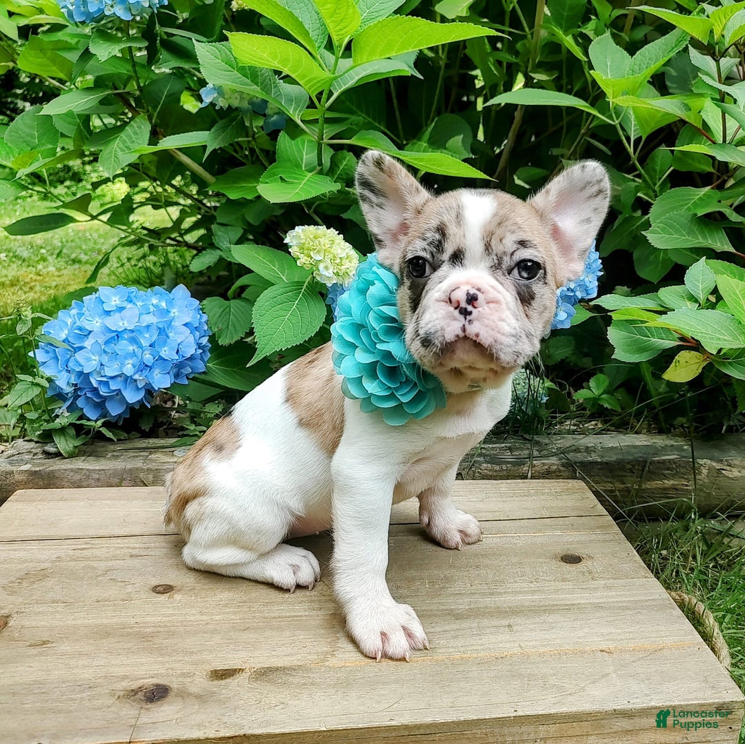 French Bulldog dogs for sale: Athena Akc - Image 16