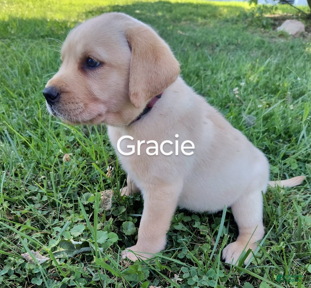 Labrador Retriever dogs for sale: Gracie - Image 1