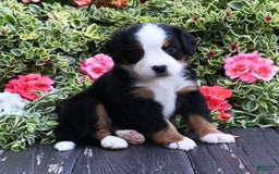 Bernese Mountain Dog dogs for sale: Isla - Image 3