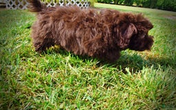 Havapoo dogs for sale: Humble - Image 17