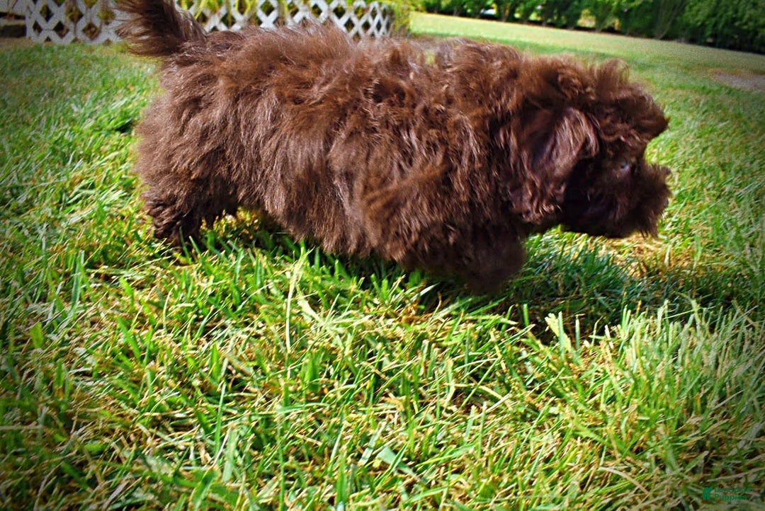 Havapoo dogs for sale: Humble - Image 17