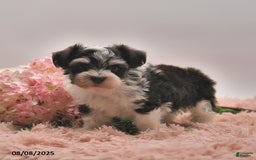 Havanese dogs for sale: Parker - Image 1