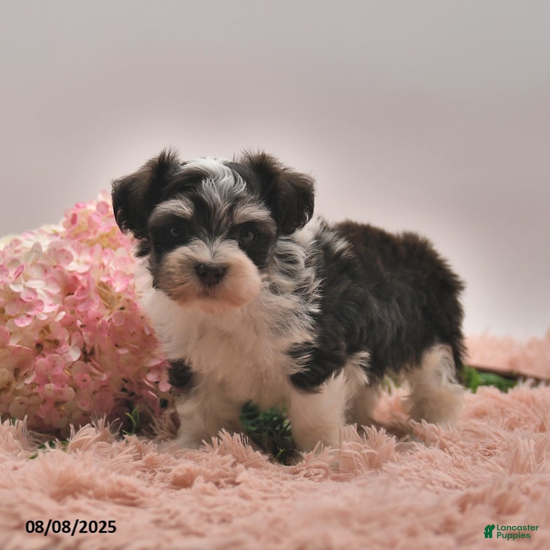 Havanese dogs for sale: Parker - Image 1
