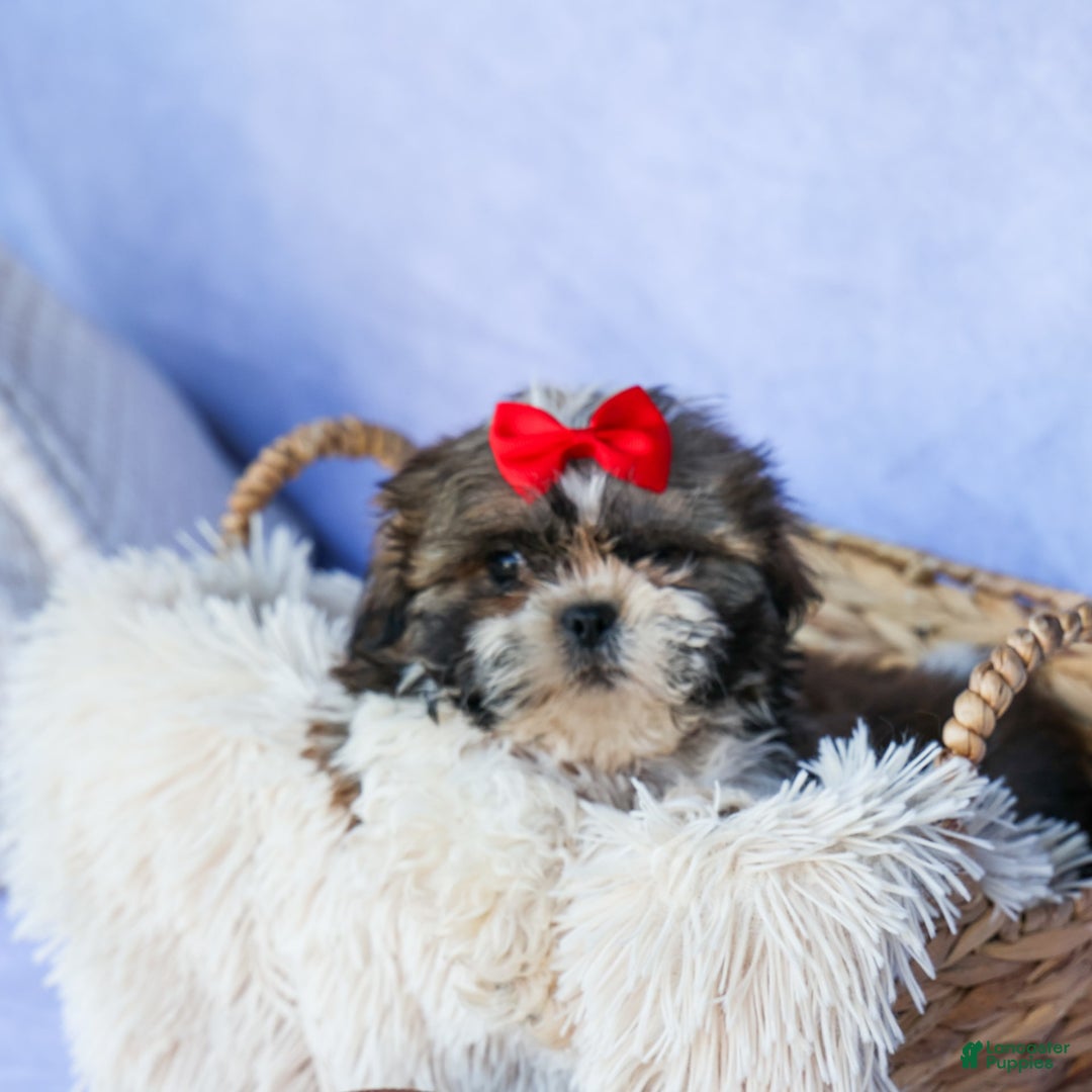 Shih Tzu dogs for sale: Lucky - Image 16