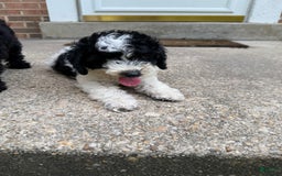 Miniature Poodle dogs for sale: Andy - Image 3