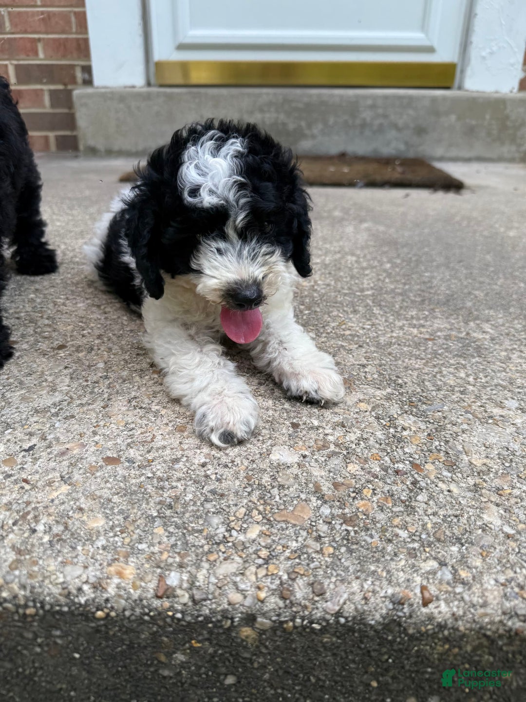 Miniature Poodle dogs for sale: Andy - Image 3