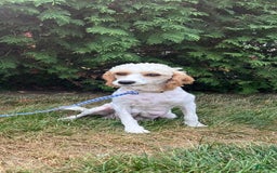 Cavapoo dogs for sale: River - Image 5