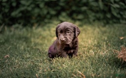 Goldador dogs for sale: Orange - Image 2