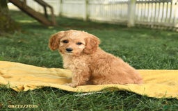 Cockapoo dogs for sale: Tom Sawyer - Image 2