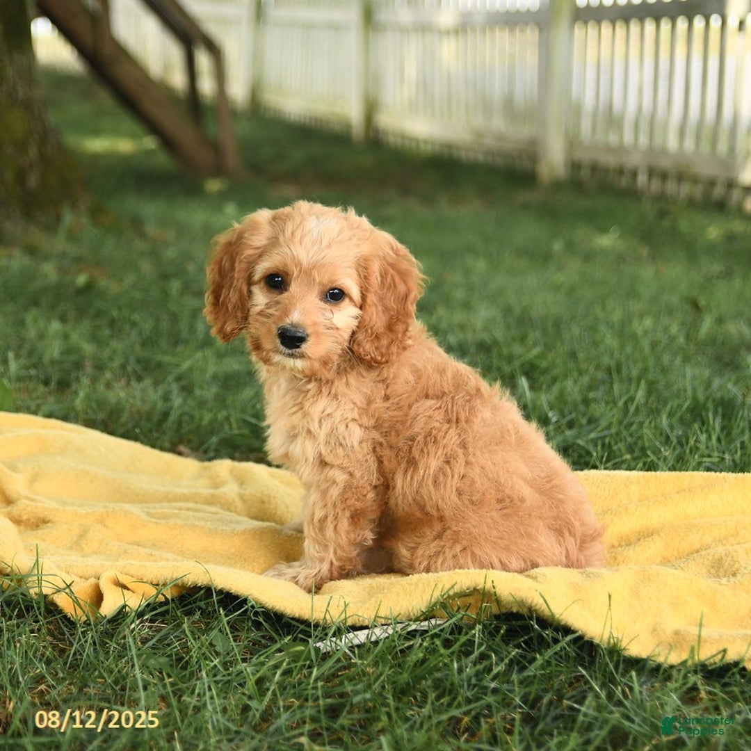 Cockapoo dogs for sale: Tom Sawyer - Image 2