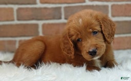 Goldendoodle dogs for sale: River - Image 18