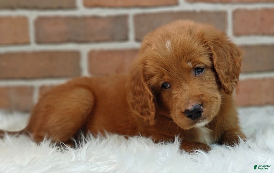 Goldendoodle dogs for sale: River - Image 18