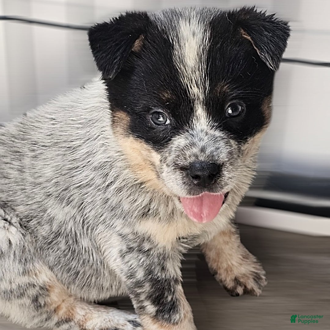 Australian Cattle Dog dogs for sale: Hunter - Image 1