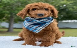 Goldendoodle dogs for sale: Coby - Image 2