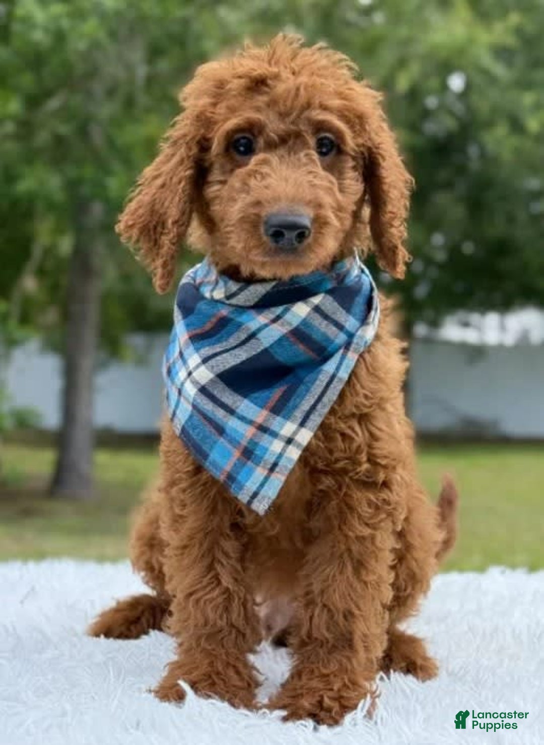 Goldendoodle dogs for sale: Coby - Image 2