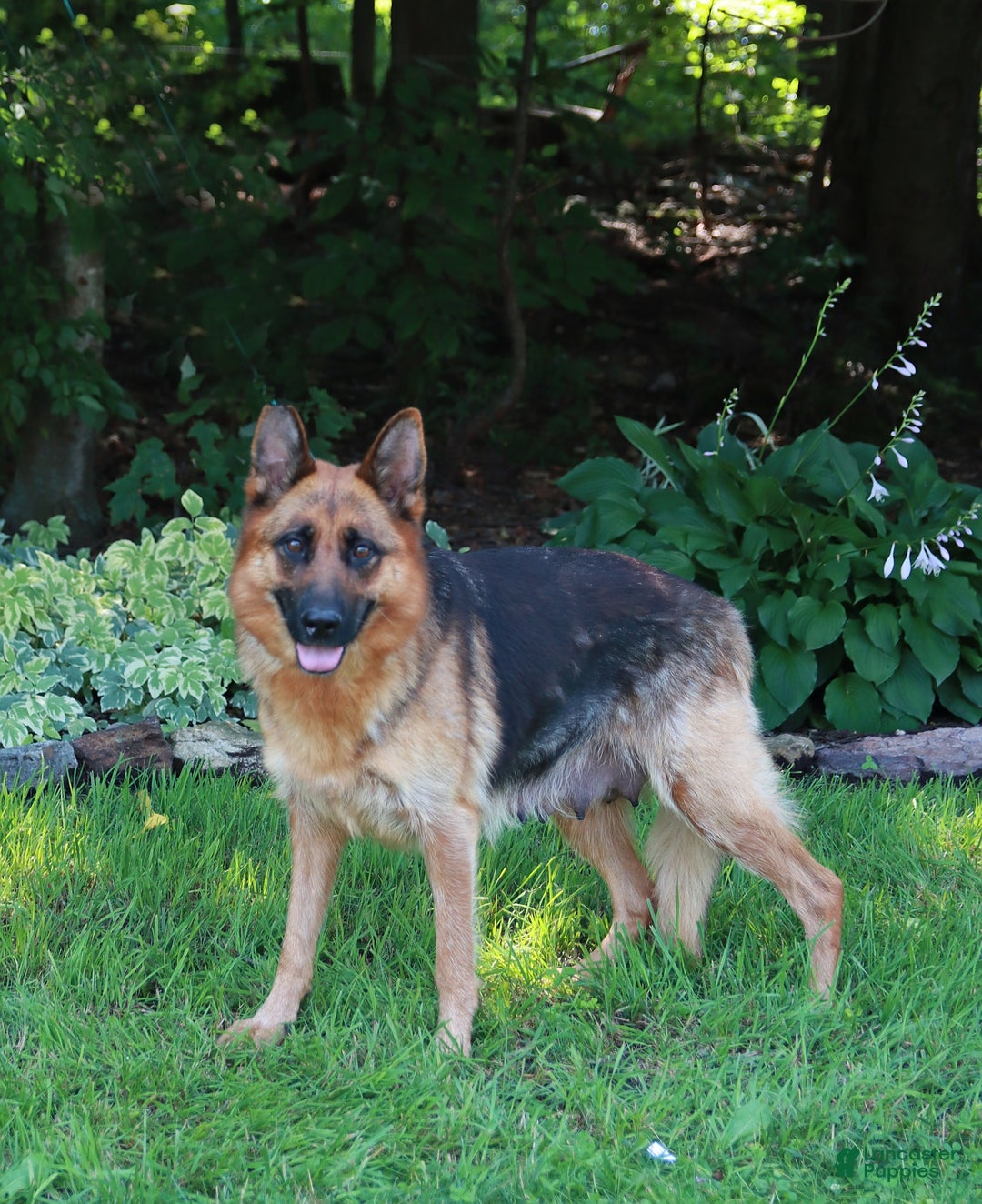 German Shepherd dogs for sale: Whistle - Image 6
