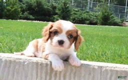 Cavalier King Charles Spaniel dogs for sale: Bella - Image 1