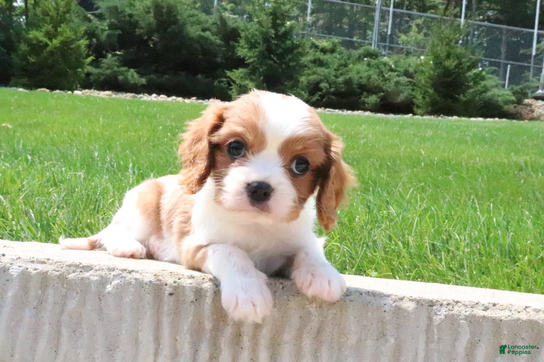 Cavalier King Charles Spaniel dogs for sale: Bella - Image 1