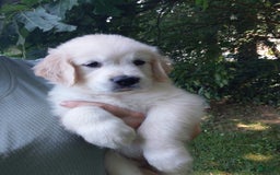 Golden Retriever dogs for sale: Poppy - Image 26