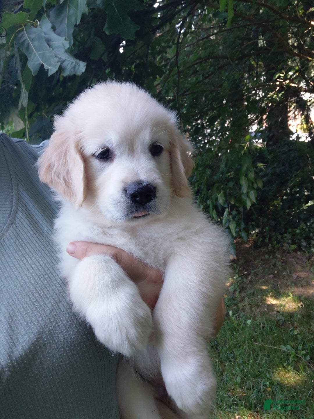 Golden Retriever dogs for sale: Poppy - Image 26