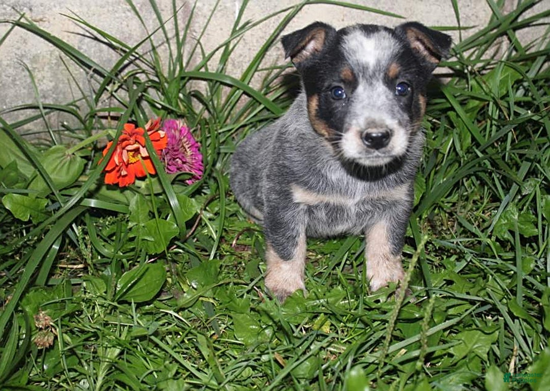 Australian Cattle Dog dogs for sale: Titus - Image 1