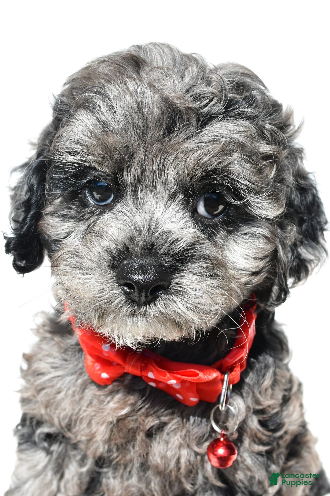 Cockapoo dogs for sale: Sonny - Image 2