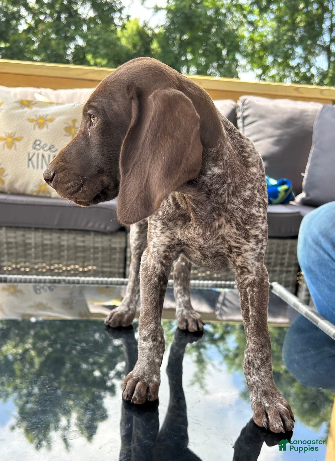 German Shorthaired Pointer dogs for sale: Dixie - Image 7
