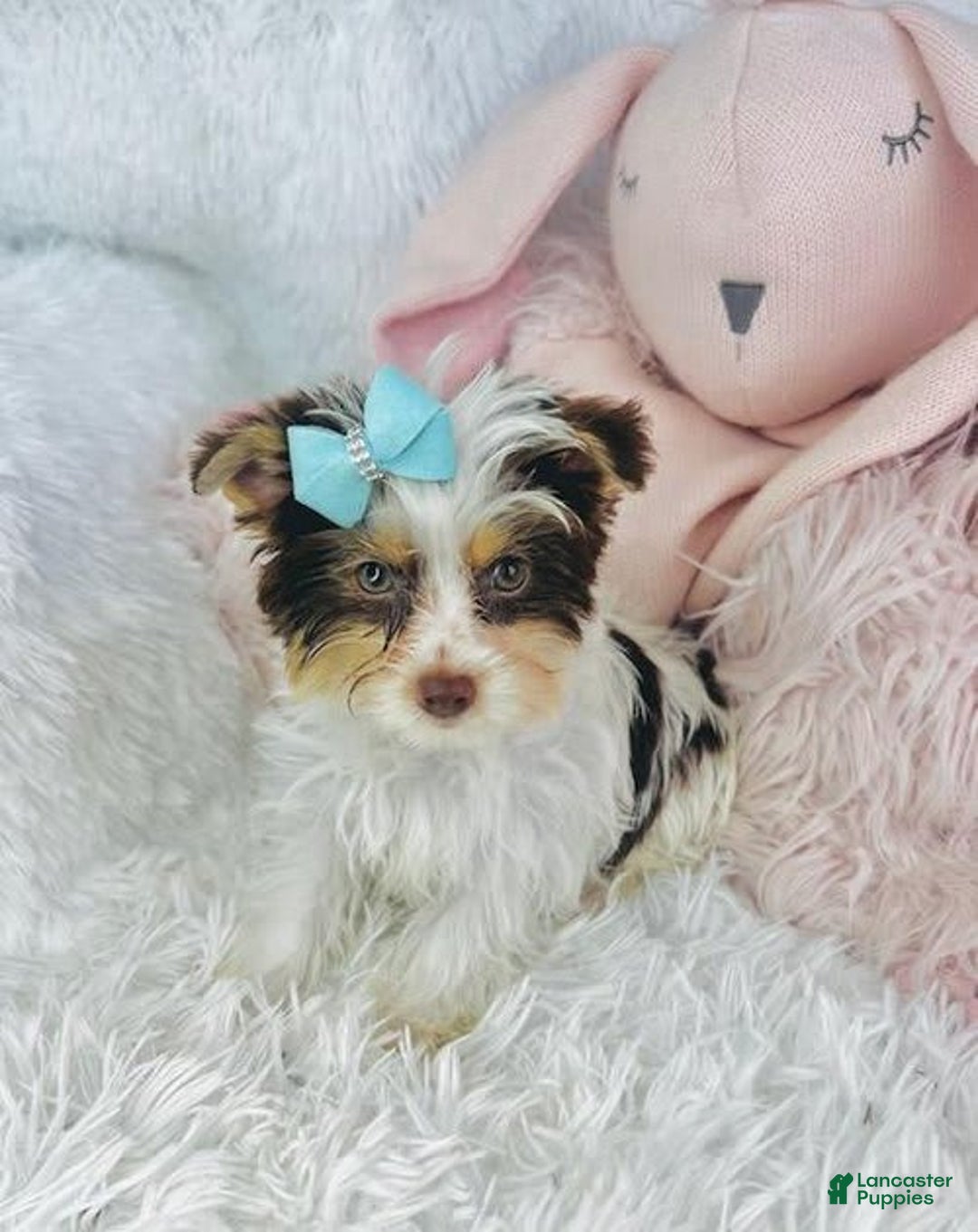 Biewer Terrier dogs for sale: Don - Image 2
