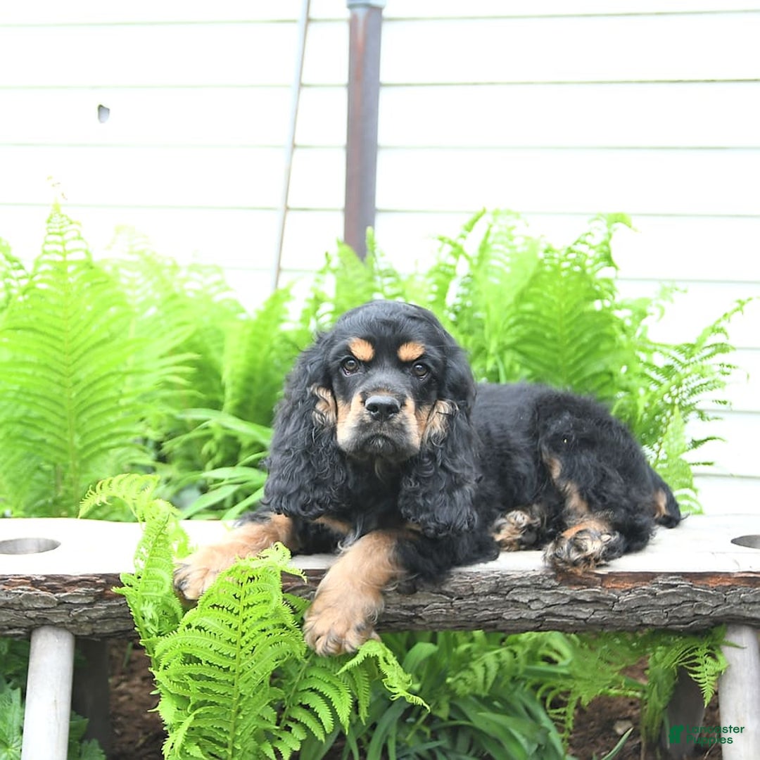 Cocker Spaniel dogs for sale: Banjo - Image 23