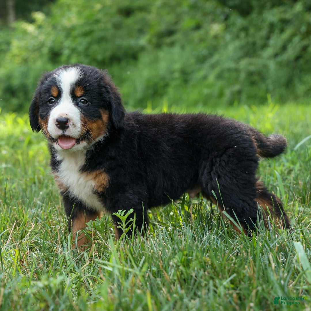Bernese Mountain Dog dogs for sale: Samson - Image 1