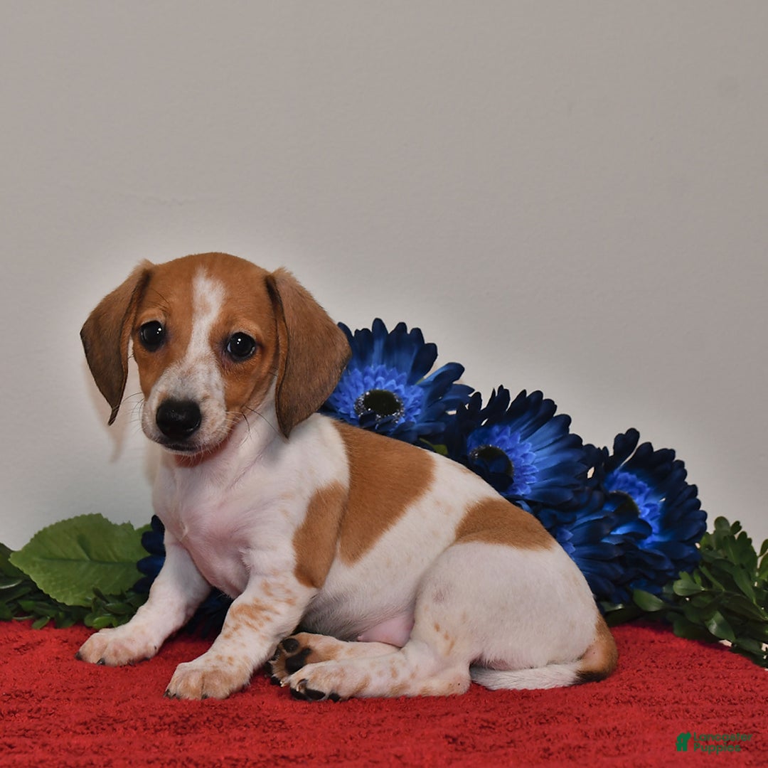 Miniature Dachshund dogs for sale: April - Image 1