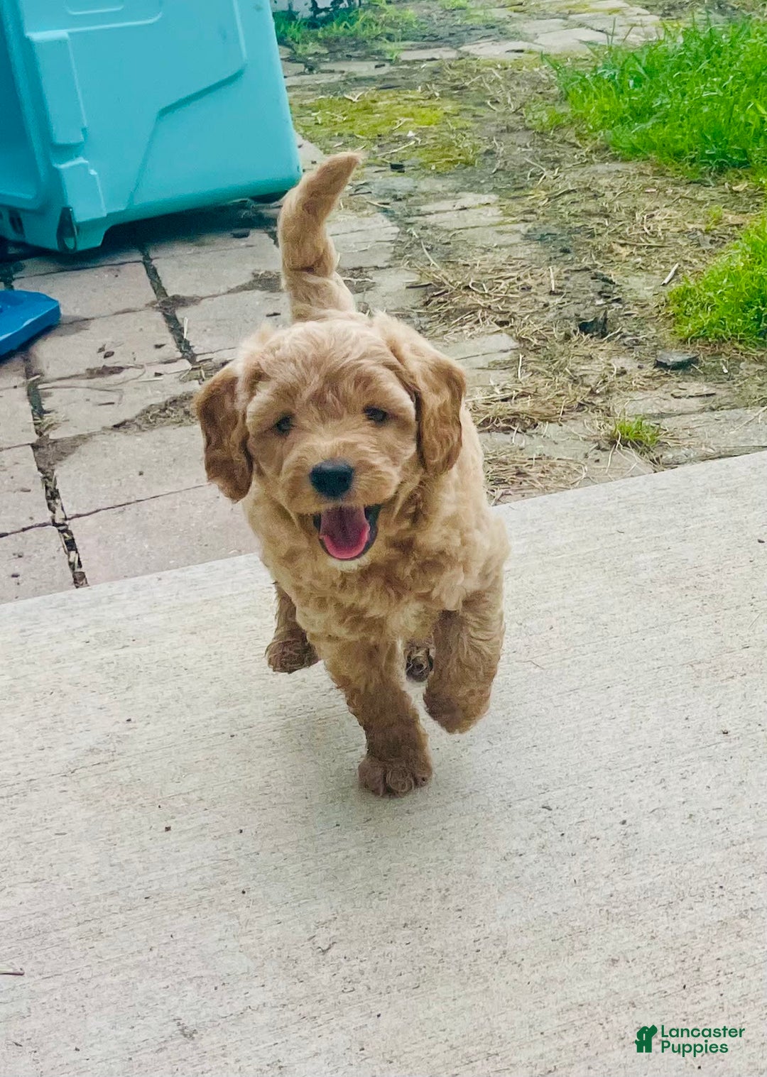Mini Goldendoodle dogs for sale: Donut - Image 13