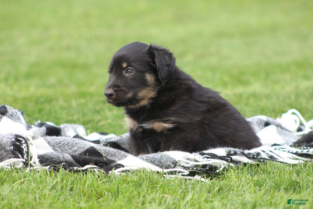 English Shepherd dogs for sale: Millie - Image 2