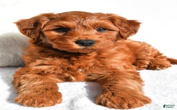  dogs for sale: Asher - Image 9