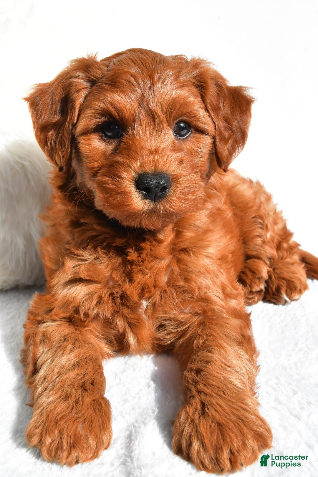  dogs for sale: Asher - Image 9