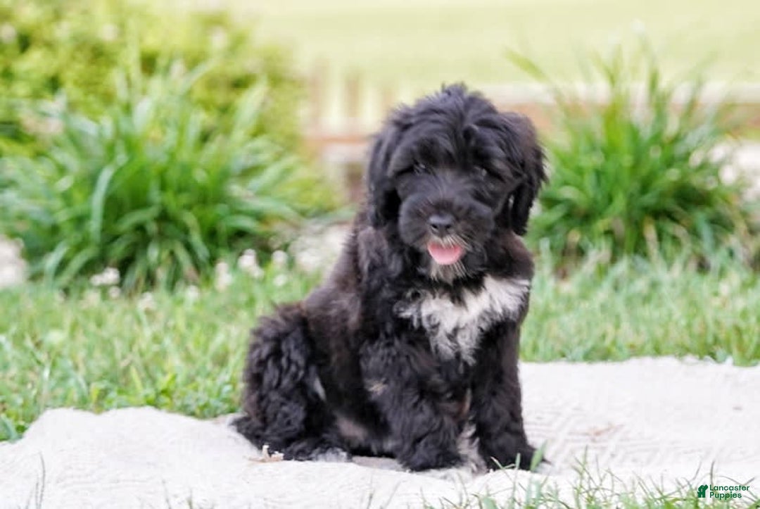 Portuguese Water Dog dogs for sale: Boots - Image 8