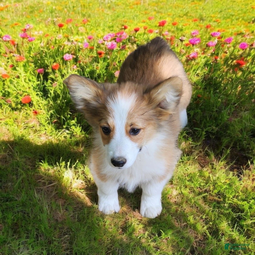 Welsh Corgi Pembroke dogs for sale: Tink Fluffy - Image 14