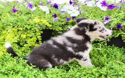 Australian Shepherd dogs for sale: Australian Shepherd 8 puppies - Image 10
