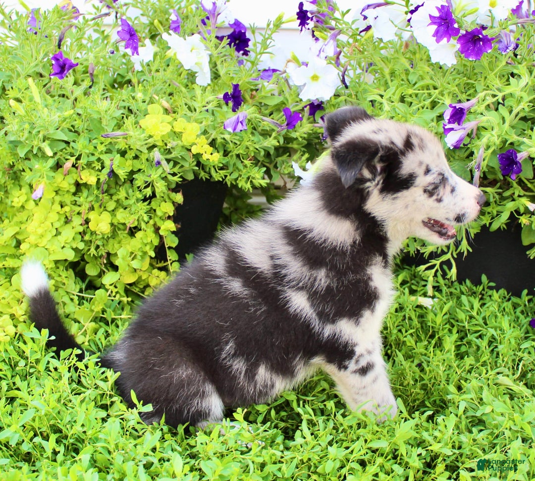 Australian Shepherd dogs for sale: Australian Shepherd 8 puppies - Image 10
